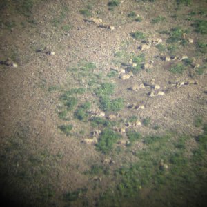 Rock Creek, MT sheep