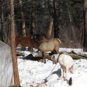 Lion camp in the middle of the Frank Church in January. Hounds, elk, horses, and wall tents. 2009