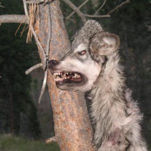 Wolf killed by hunter, Idaho 09'.