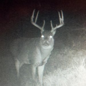 Dad's 2010 Eastern SD Rifle Buck on the trail cam
