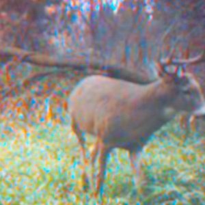 My 2010 Archery Deer on my trail cam