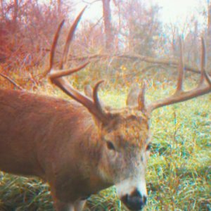 My 2010 Archery Deer on my trail cam