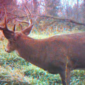 My 2010 Archery Deer on my trail cam