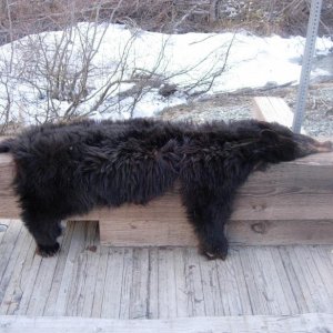 08 Bear.