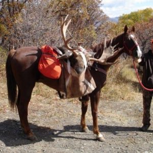Utah Moose - 2006  45"