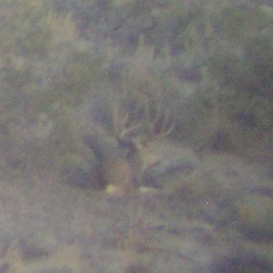 deer pics 003