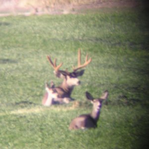 deer pics oct. 2005 013