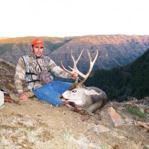 2010 deer
