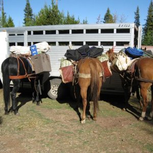 horses ready to go
