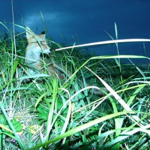 fox