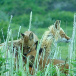 family of fox
