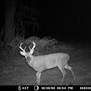 8 point
