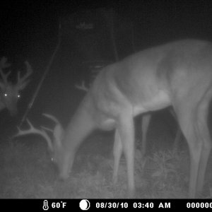 just some little guys in the summer hitting up the corn.  easiest way to get pics :)