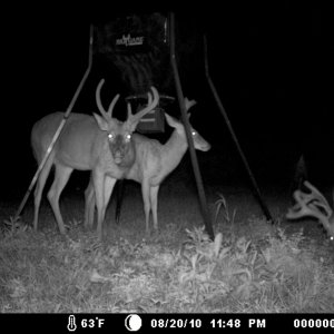 deer3 012