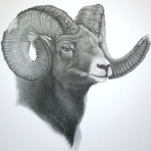 Sheep 2