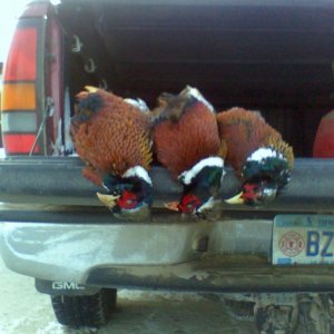 A limit of Roosters