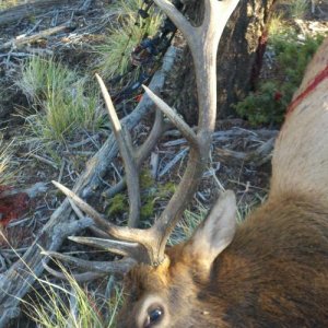 elk 01