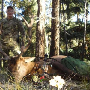 elk 15