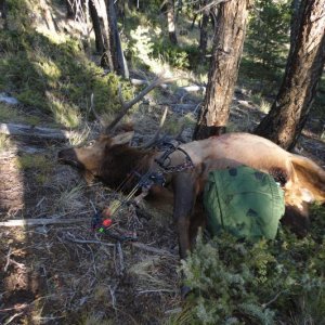 elk 06