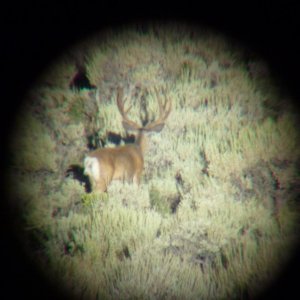MONSTER BUCK!