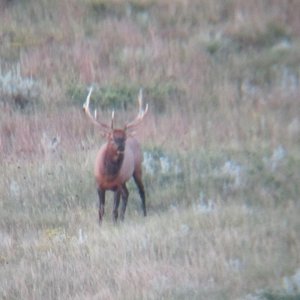 nice elk on a muledeer hunt