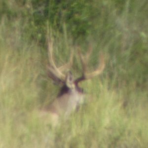 Looked nice initially, but through spotting scope, missing the end of his beam on the left side.