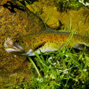 The California Heritage Trout Challenge (Lahontan Cutthroat Trout).