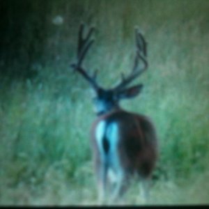 Ca Blacktail