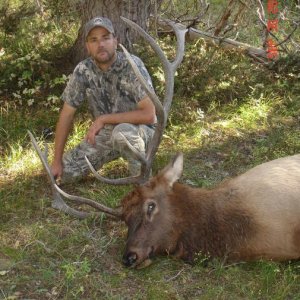 2011 Wyoming Archery Bull