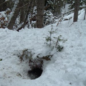 Coyote den.