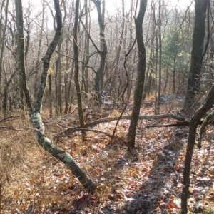 View from where the buck was standing. 20 yards.