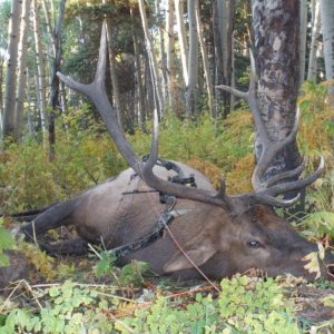 Elk Close Up