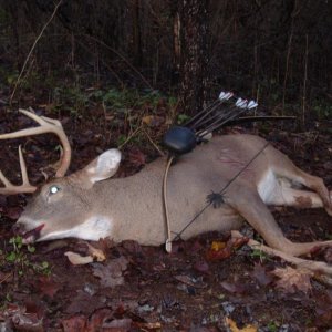 LB Buck with Bow