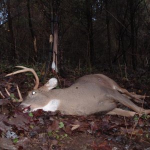 Longbow Buck as he fell