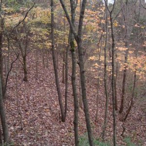 Pa Woods 05 2