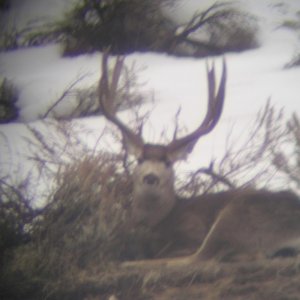 deer pics 054