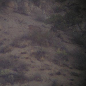 deer pic 003