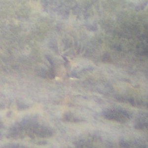 deer pics 004