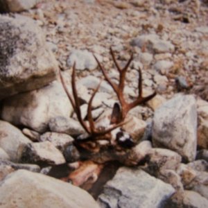 Nelspics 025
