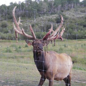 A high fenced elk