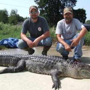 alligator from arkansas river