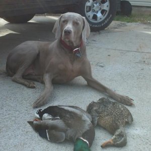 deacon with ducks