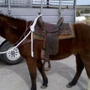 Pete and my auction bought saddle