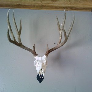 Nevada 2009 Muzzleloader Euro Mount