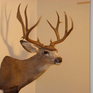 2007 Mulie