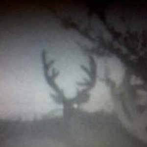 buddies this year buck