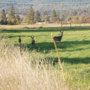 Trinity County Blacktail Does