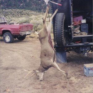 X-12 1998.  Large bodied mountain muley.