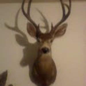 billy's buck