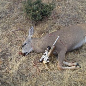 2012-Trinity County 4x3 Blacktail-30/06 Encore Pistol